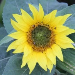 Diana Auringonkukka 3 Kg