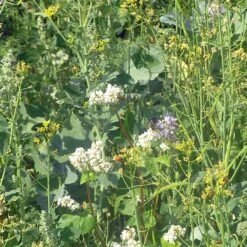 Diana Fasaani-peltopyy 1 Kg