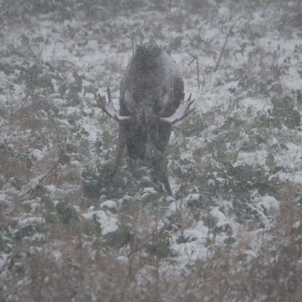 Diana Hirvi 1 Kg 3 Diana Hirvi 1 Kg