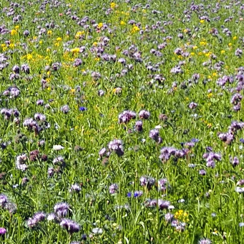 Diana Mesi- Ja Perhospelto 3 Kg 3 Diana Mesi- Ja Perhospelto 3 Kg