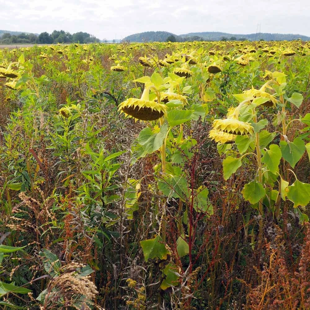 Diana Peltopyy 3 Kg 3 Diana Peltopyy 3 Kg