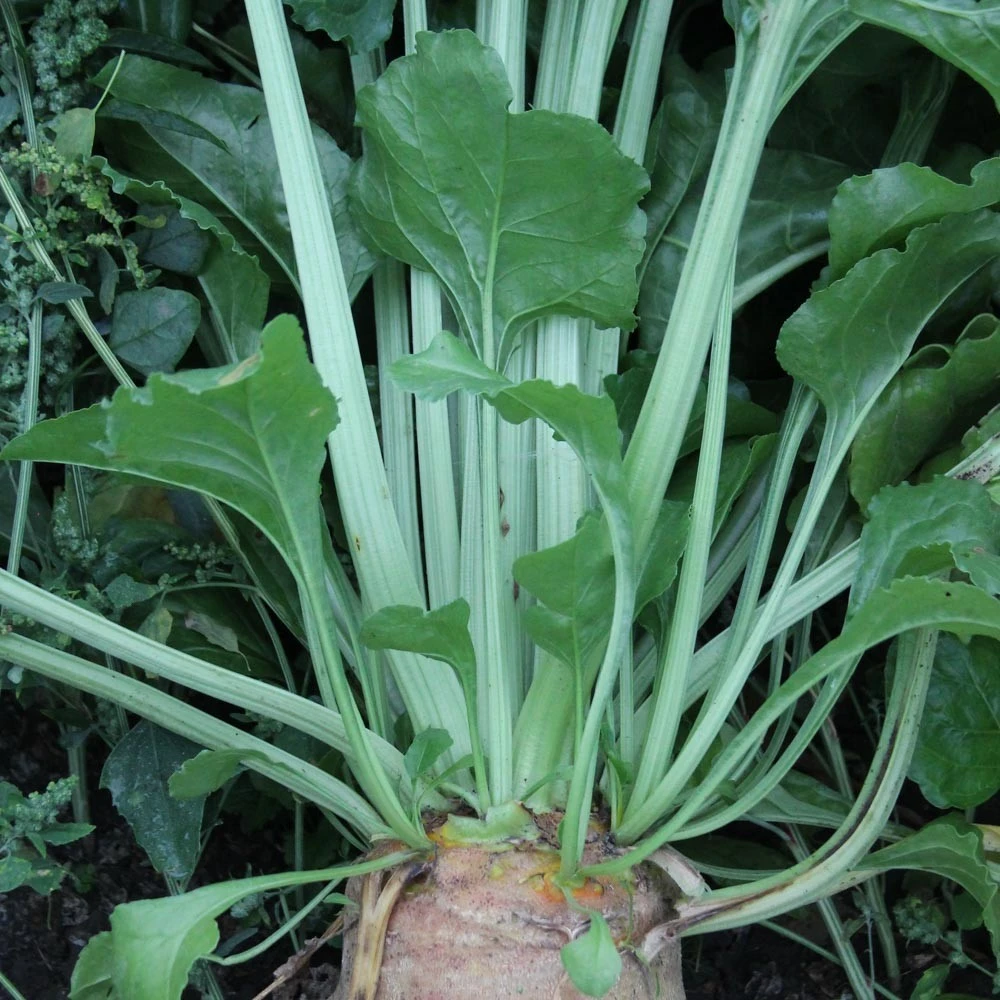 Diana Rehujuurikas 1 Kg 3 Diana Rehujuurikas 1 Kg