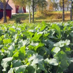 Diana Rehurapsi 1 Kg