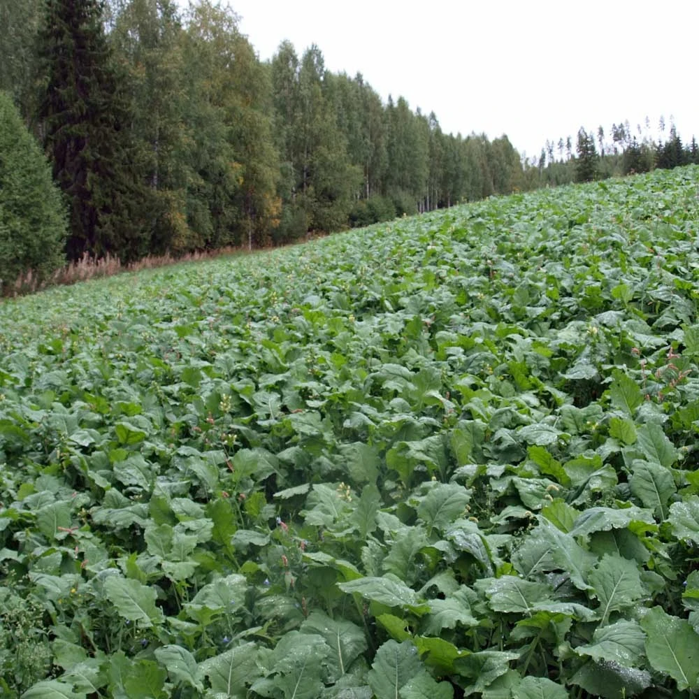 Diana Riista 10 Kg 3 Diana Riista 10 Kg