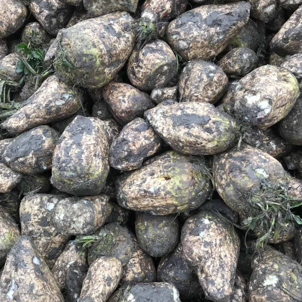 Diana Ruokintajuurikas 1 Kg 3 Diana Ruokintajuurikas 1 Kg