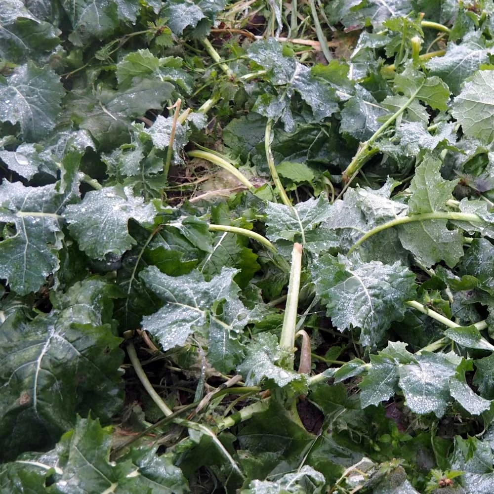 Diana Syyskylvö 3 Kg 3 Diana Syyskylvö 3 Kg