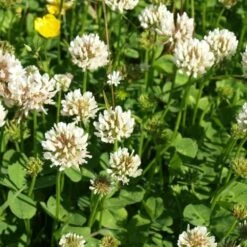 DiAgri Valkoapila 1 Kg