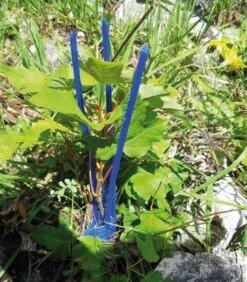 PlantaGard Cactus Pro Latvussuoja