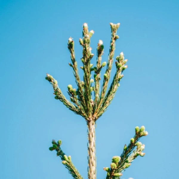 Yaravita Bortrac 150 4 Yaravita Bortrac 150 - Image 2